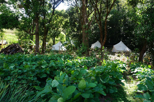 Glamping en la Selva